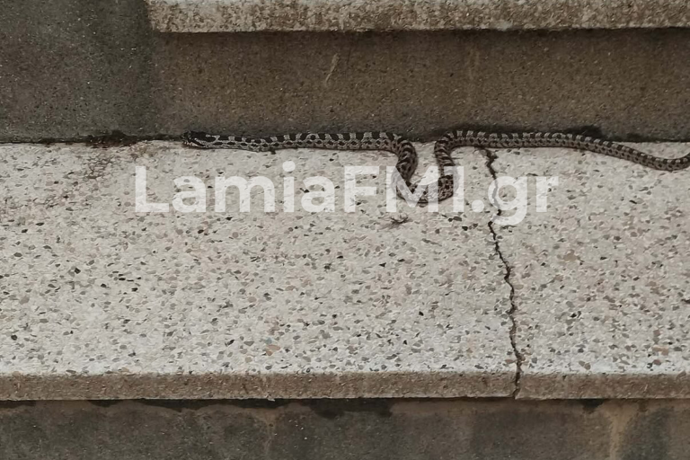 Λαμία: Αναστάτωση από εμφάνιση φιδιού σε είσοδο πολυκατοικίας στην οδό Δροσοπούλου