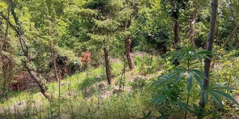 Εντοπίστηκε φυτεία με 174 δενδρύλλια κάνναβης στη Φωκίδα -Εκτιμώμενο κέρδος άνω των 160.000 ευρώ