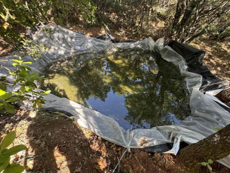 Μεγάλη φυτεία με δενδρύλλια κάνναβης στα Καμένα Βούρλα (φωτο)