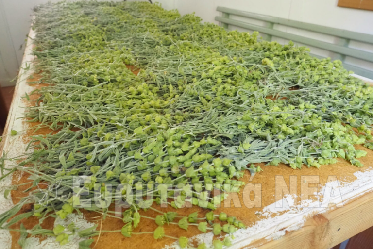 Είκοσι πέντε (25) κιλά φρέσκο σιδερίτη κατάσχεσε το Δασαρχείο Καρπενησίου